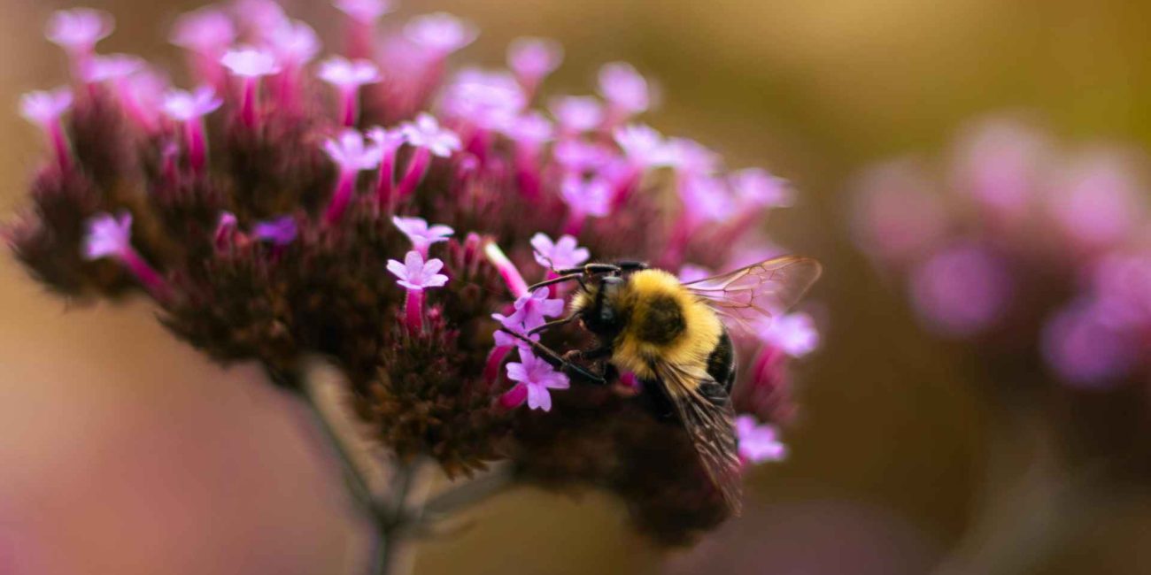 Bach Flower Remedies for Sleep and Relaxation