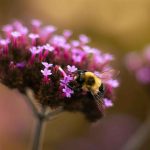 Bach Flower Remedies for Sleep and Relaxation