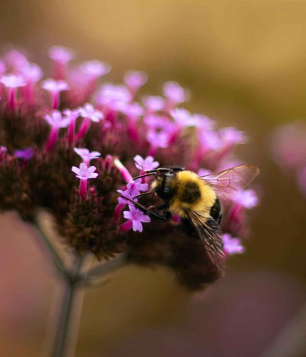 Bach Flower Remedies for Sleep and Relaxation