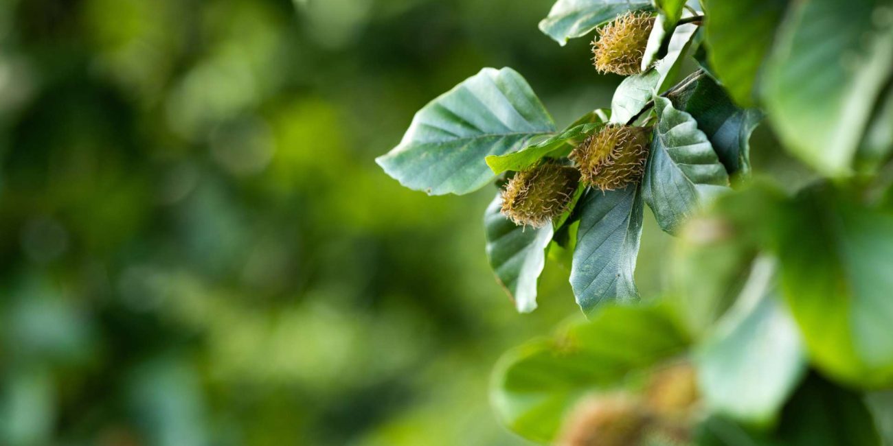 Beech Bach Flower: From Harsh Judgment to Heartfelt Understanding