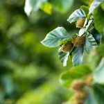Beech Bach Flower: From Harsh Judgment to Heartfelt Understanding