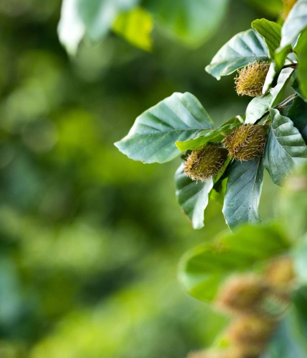 Beech Bach Flower: From Harsh Judgment to Heartfelt Understanding