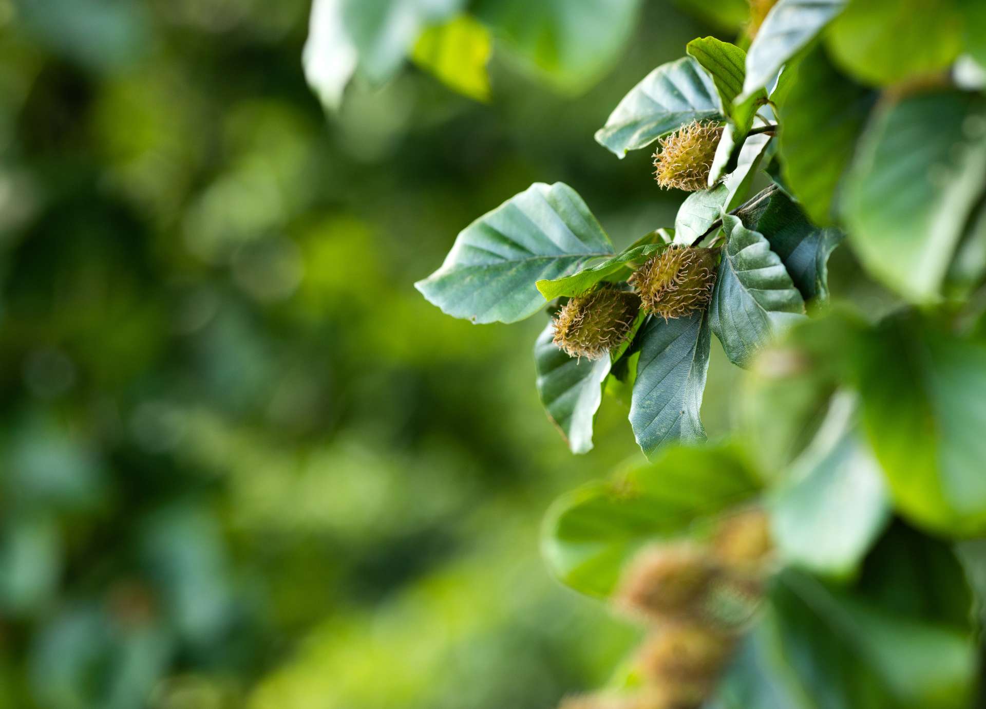 Beech Bach Flower: From Harsh Judgment to Heartfelt Understanding