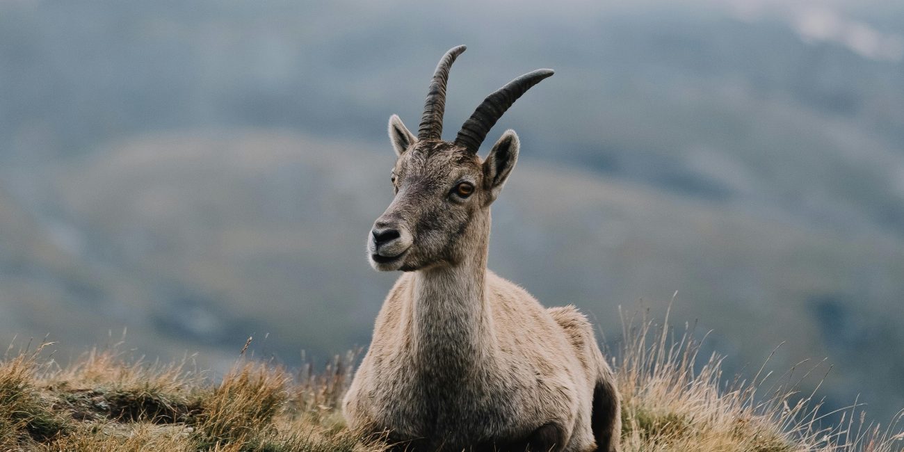 Capricorn in the Houses: Your Earth in the Twelve Realms