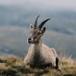 Capricorn in the Houses: Your Earth in the Twelve Realms