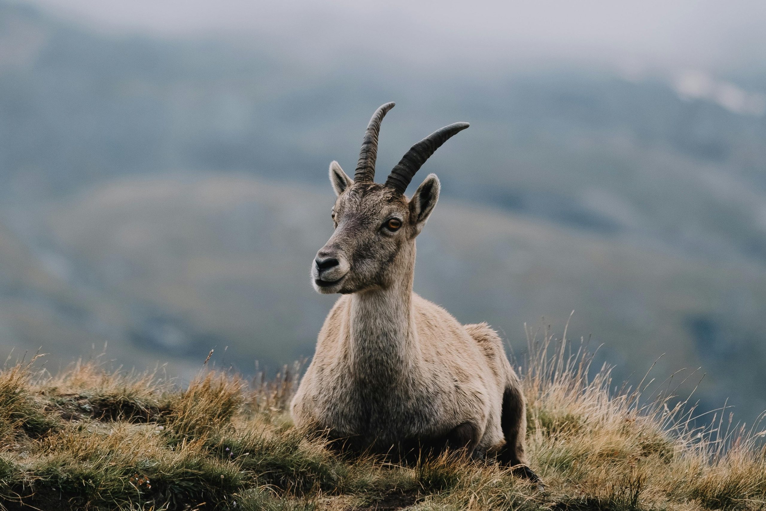 Capricorn in the Houses: Your Earth in the Twelve Realms