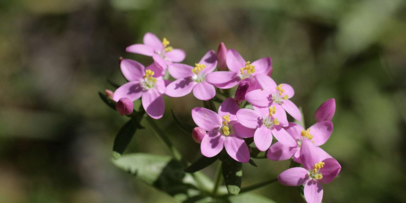 Centaury Bach Flower: From Self-Sacrifice to Sovereign Service