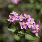Centaury Bach Flower: From Self-Sacrifice to Sovereign Service