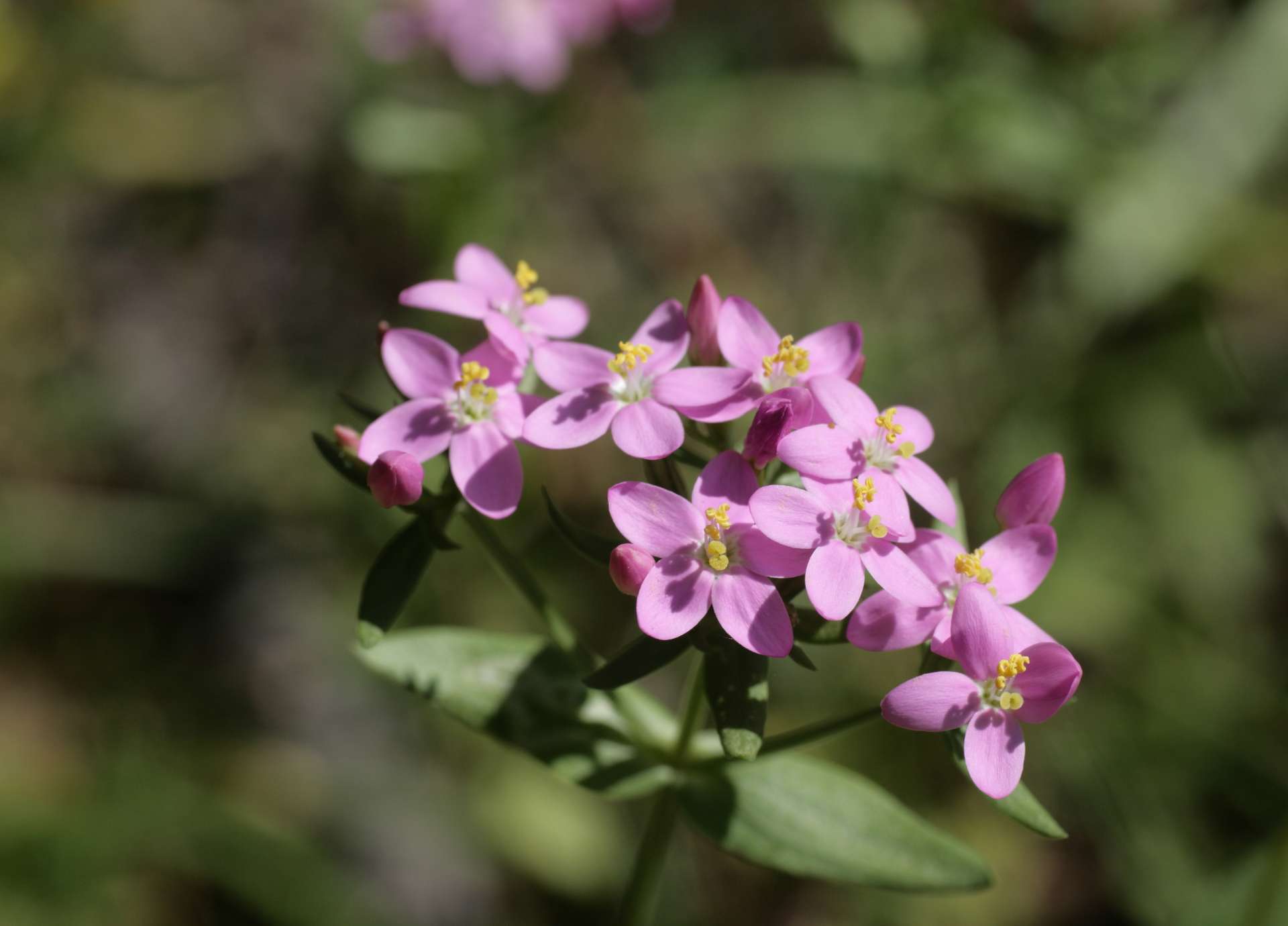 Centaury Bach Flower: From Self-Sacrifice to Sovereign Service
