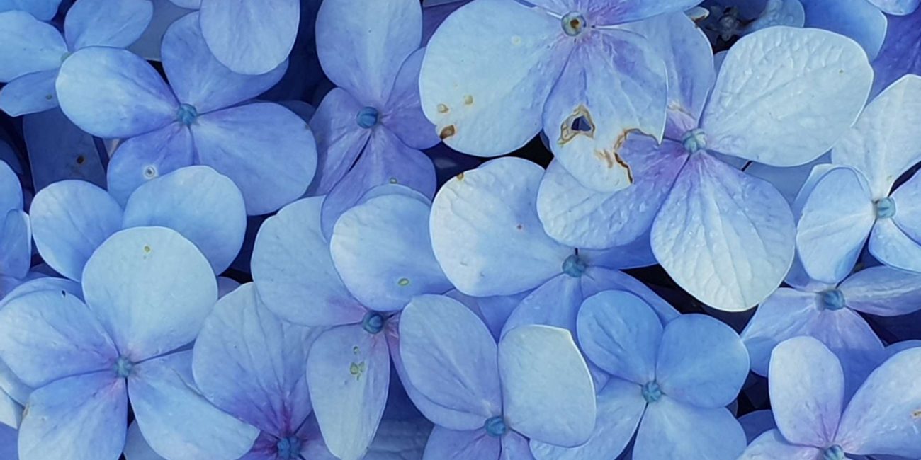 Cerato Bach Flower: Trusting Your Inner Wisdom