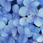 Cerato Bach Flower: Trusting Your Inner Wisdom