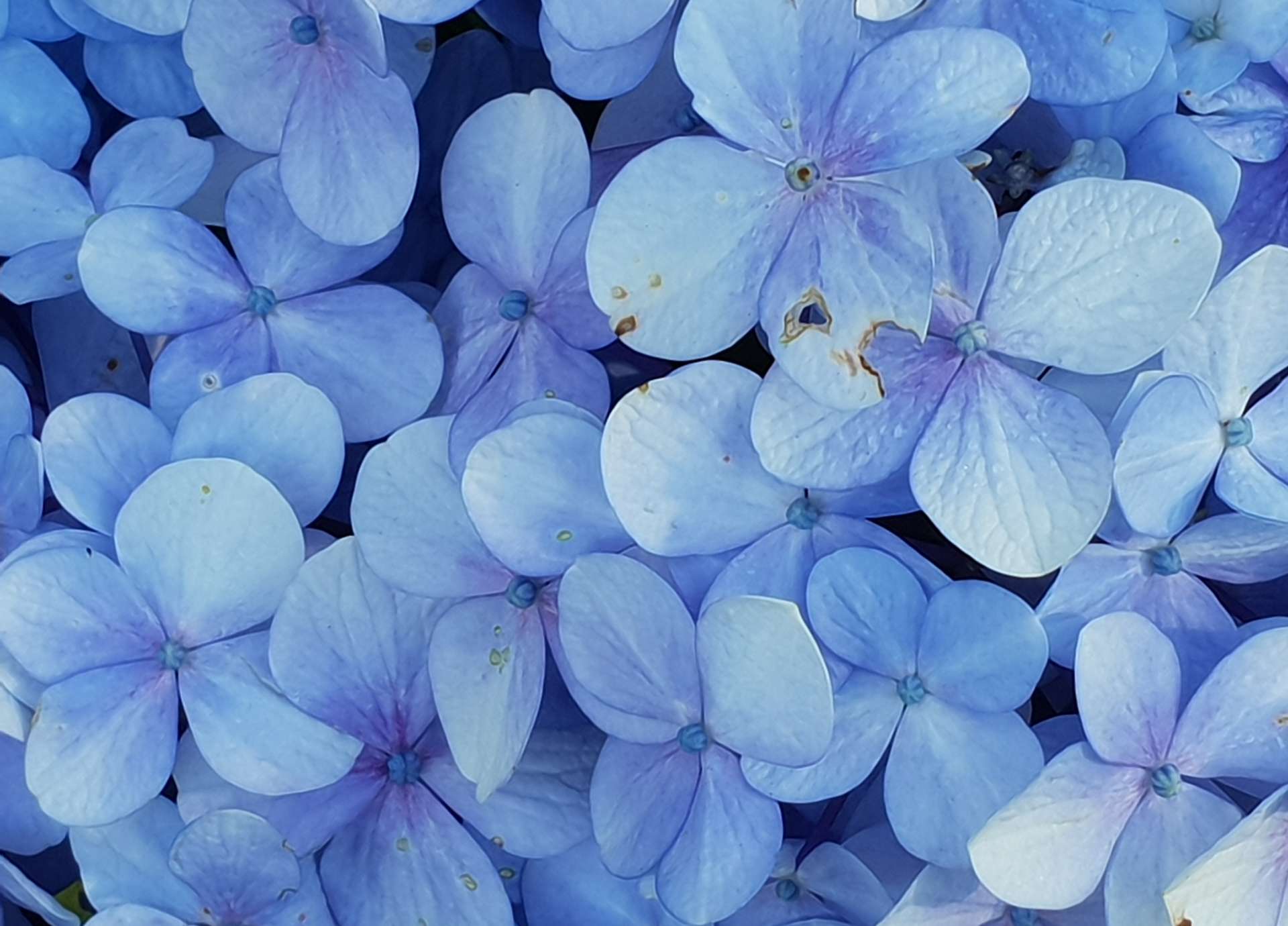 Cerato Bach Flower: Trusting Your Inner Wisdom