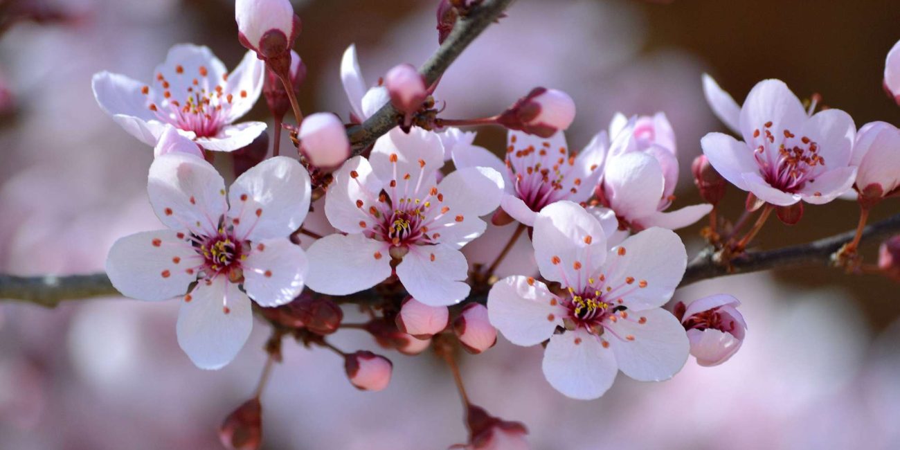 Cherry Plum Bach Flower: Finding Calm When You Fear Losing Control