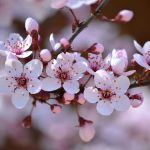 Cherry Plum Bach Flower: Finding Calm When You Fear Losing Control