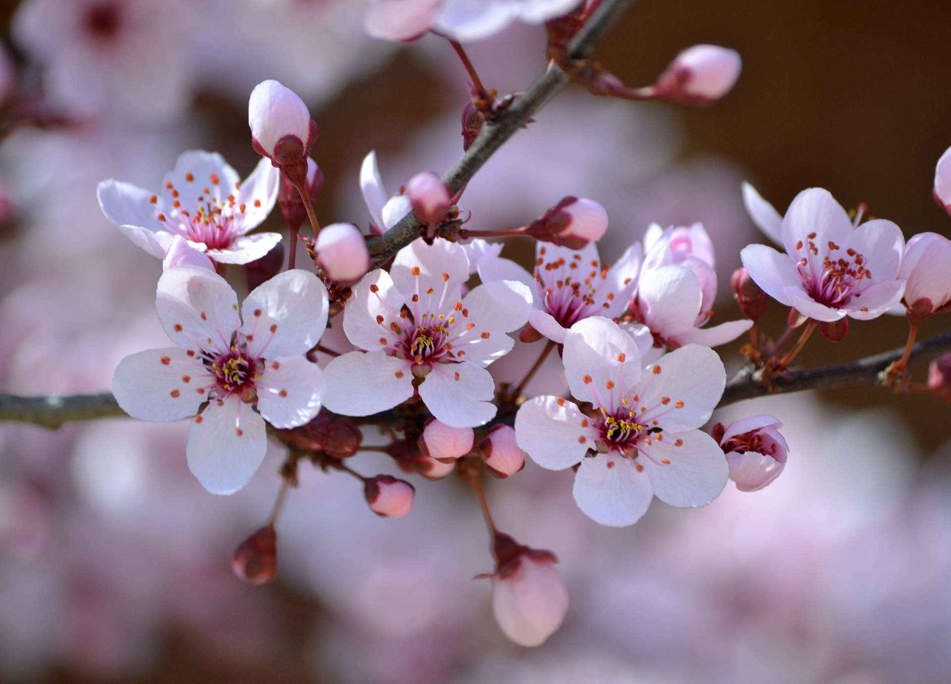 Cherry Plum Bach Flower: Finding Calm When You Fear Losing Control