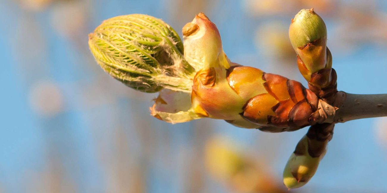 Chestnut Bud Bach Flower: Learning Life’s Lessons the First Time