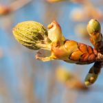 Chestnut Bud Bach Flower: Learning Life’s Lessons the First Time