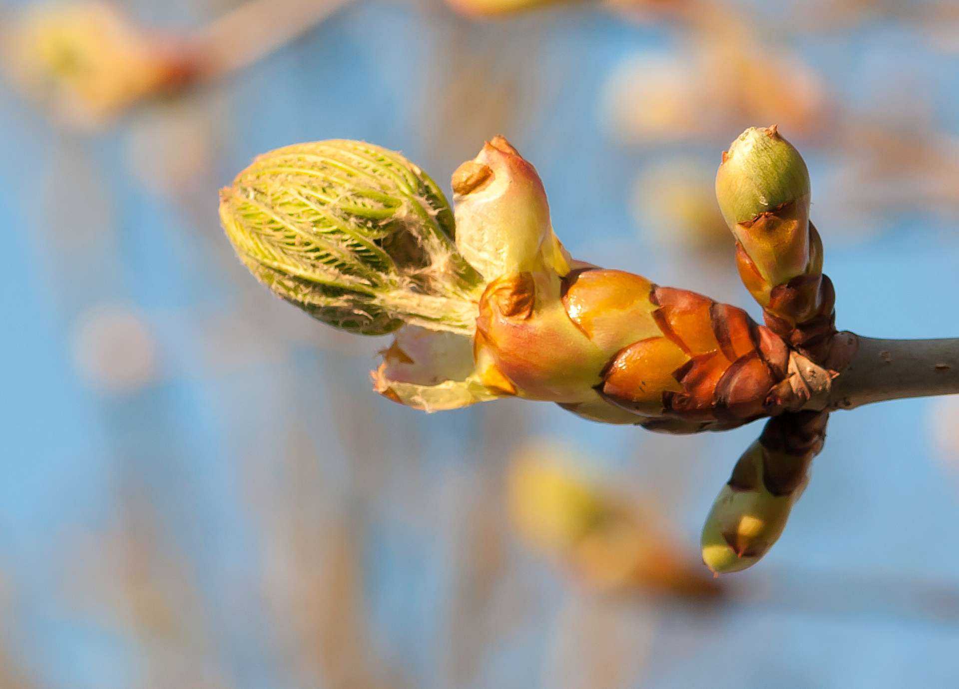 Chestnut Bud Bach Flower: Learning Life’s Lessons the First Time