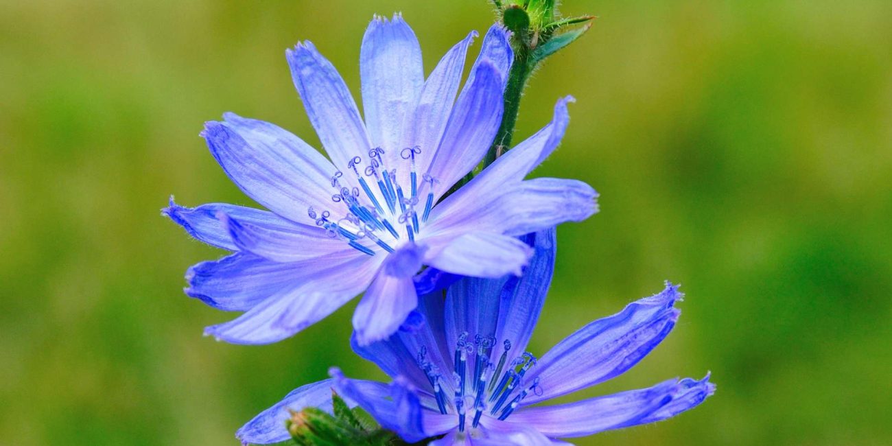 Chicory Bach Flower: Loving Without Holding On