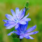 Chicory Bach Flower: Loving Without Holding On