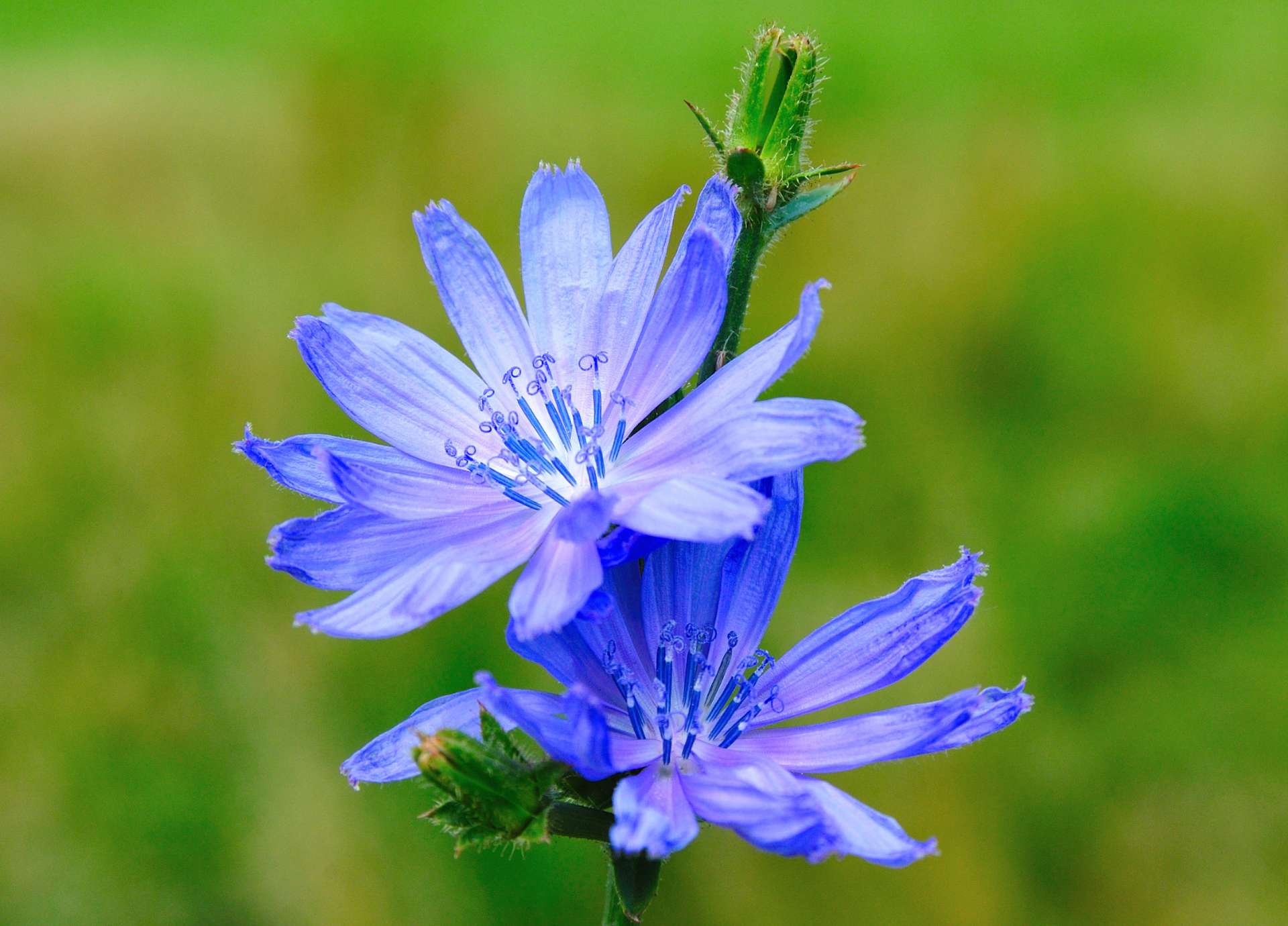 Chicory Bach Flower: Loving Without Holding On