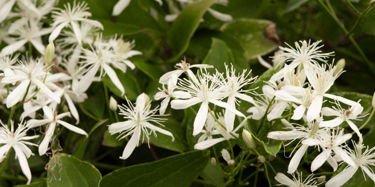 Clematis Bach Flower: Returning from Dreams to Live the Present