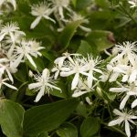 Clematis Bach Flower: Returning from Dreams to Live the Present