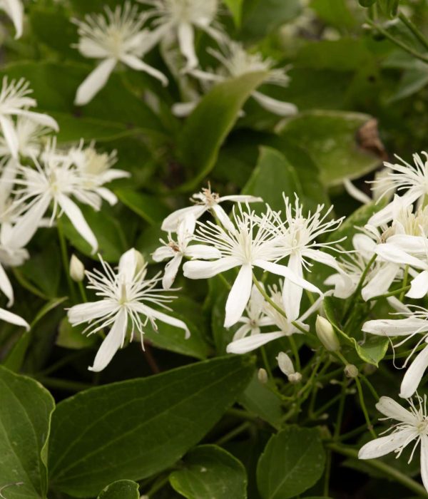 Clematis Bach Flower: Returning from Dreams to Live the Present