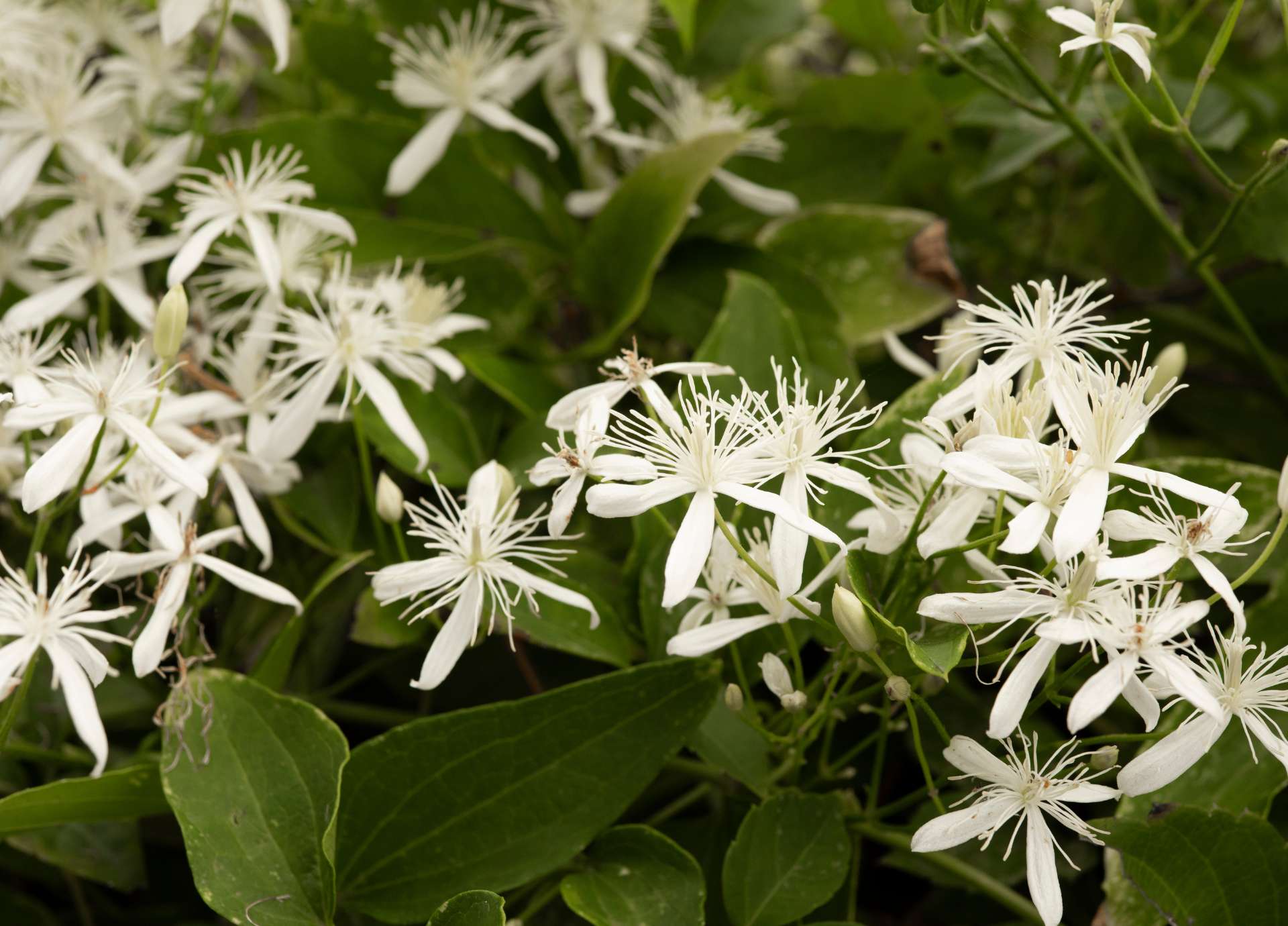 Clematis Bach Flower: Returning from Dreams to Live the Present