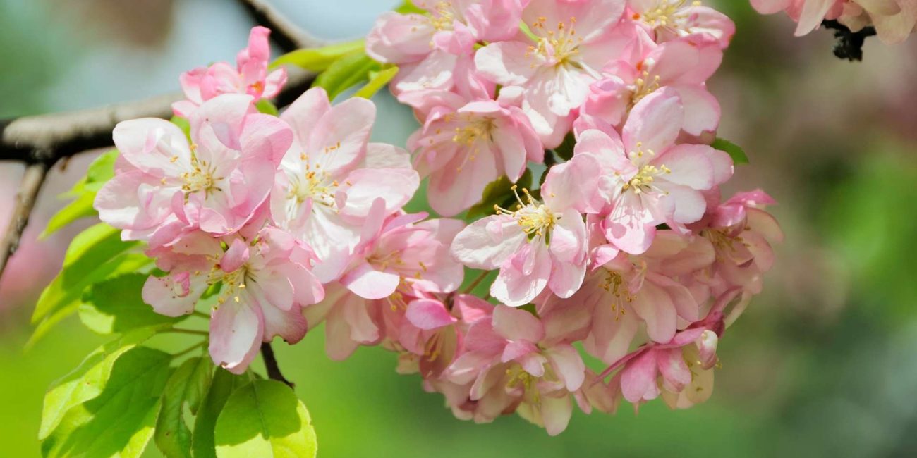 Crab Apple Bach Flower: Cleansing and Self-Acceptance