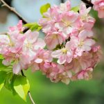 Crab Apple Bach Flower: Cleansing and Self-Acceptance