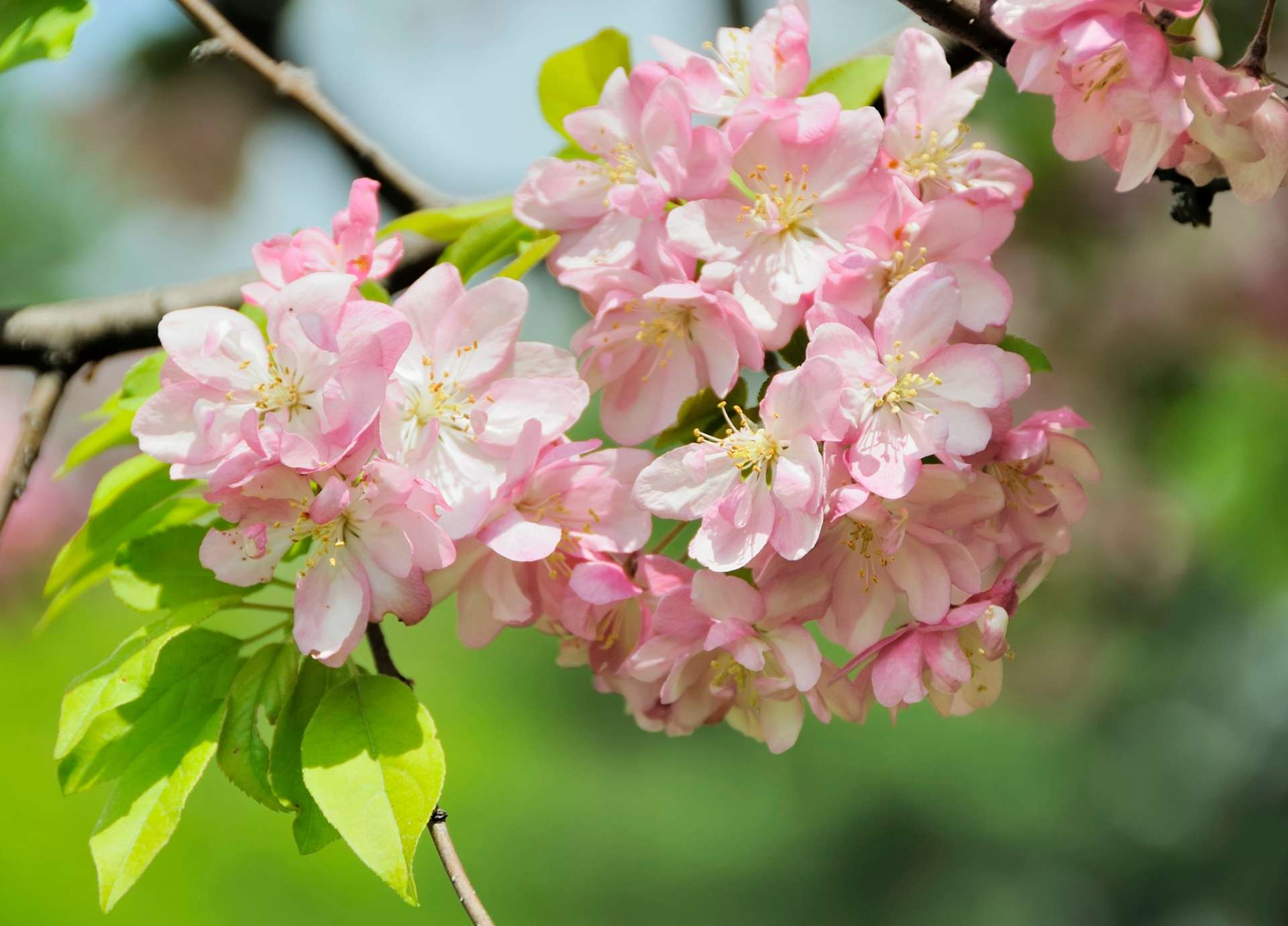 Crab Apple Bach Flower: Cleansing and Self-Acceptance