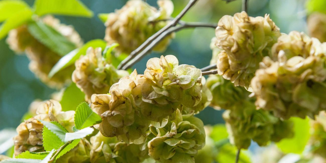 Elm Bach Flower: Regaining Strength When You Feel Overwhelmed