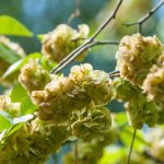 Elm Bach Flower: Regaining Strength When You Feel Overwhelmed