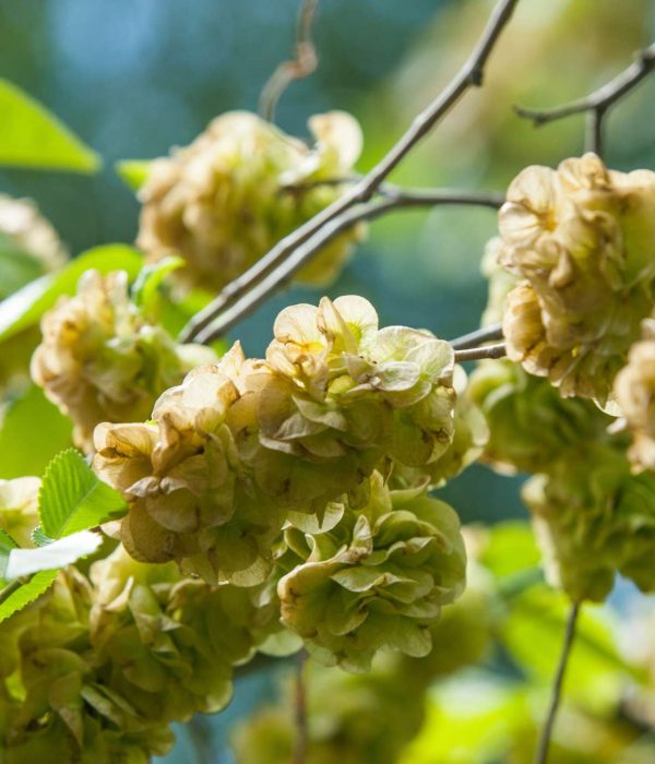 Elm Bach Flower: Regaining Strength When You Feel Overwhelmed