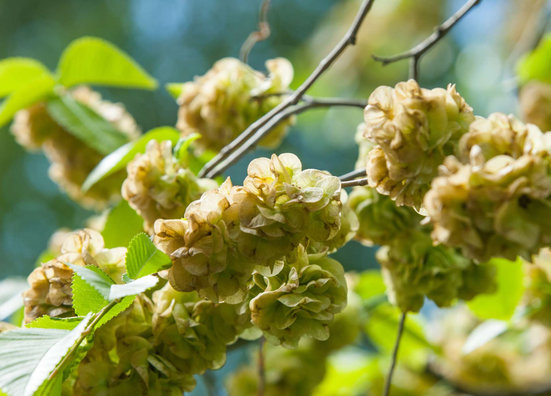 Elm Bach Flower: Regaining Strength When You Feel Overwhelmed