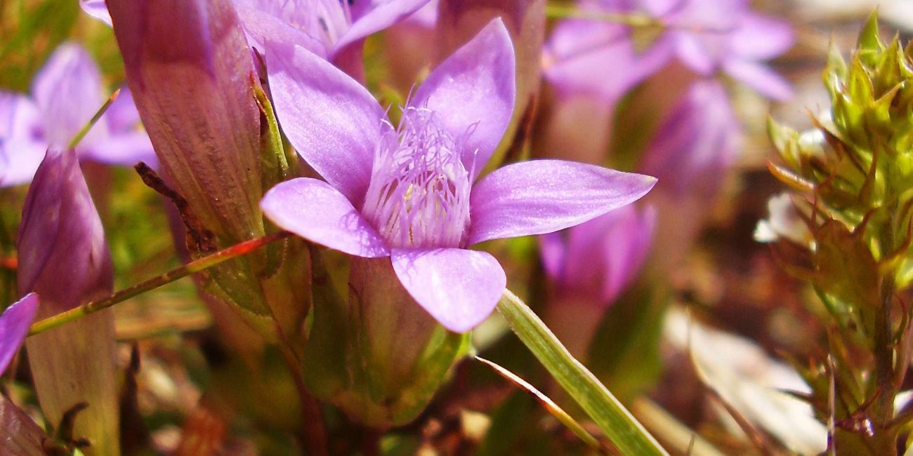 Gentian Bach Flower: Restoring Faith After Setbacks