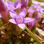 Gentian Bach Flower: Restoring Faith After Setbacks