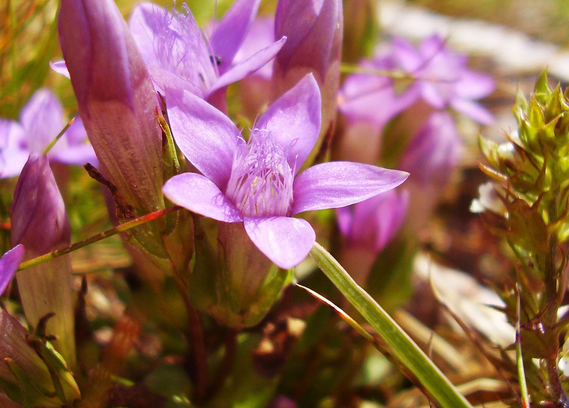 Gentian Bach Flower: Restoring Faith After Setbacks