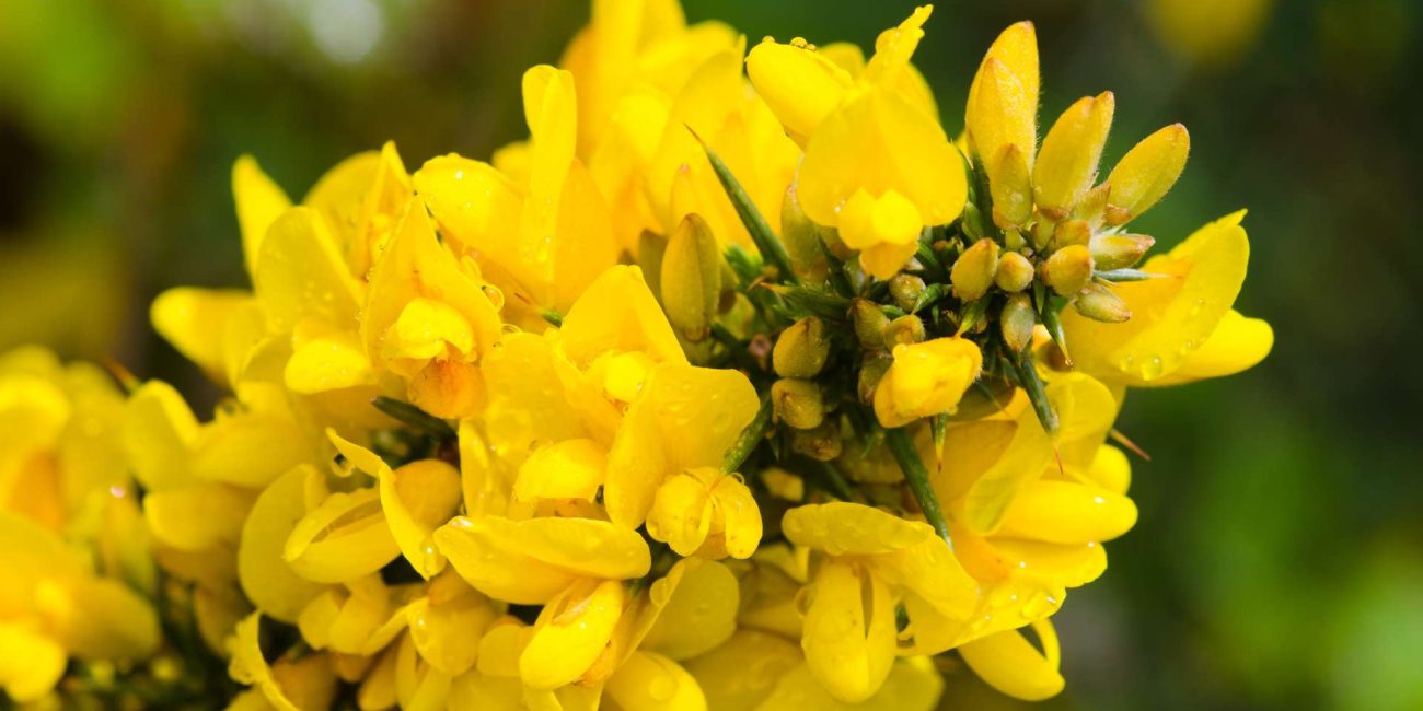 Gorse Bach Flower: Rekindling Hope in the Darkest Hours