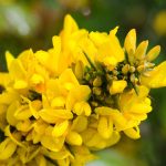 Gorse Bach Flower: Rekindling Hope in the Darkest Hours
