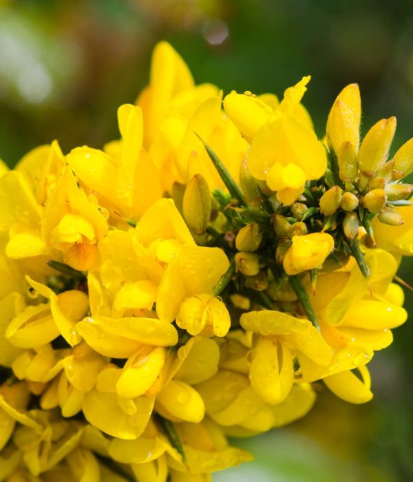 Gorse Bach Flower: Rekindling Hope in the Darkest Hours
