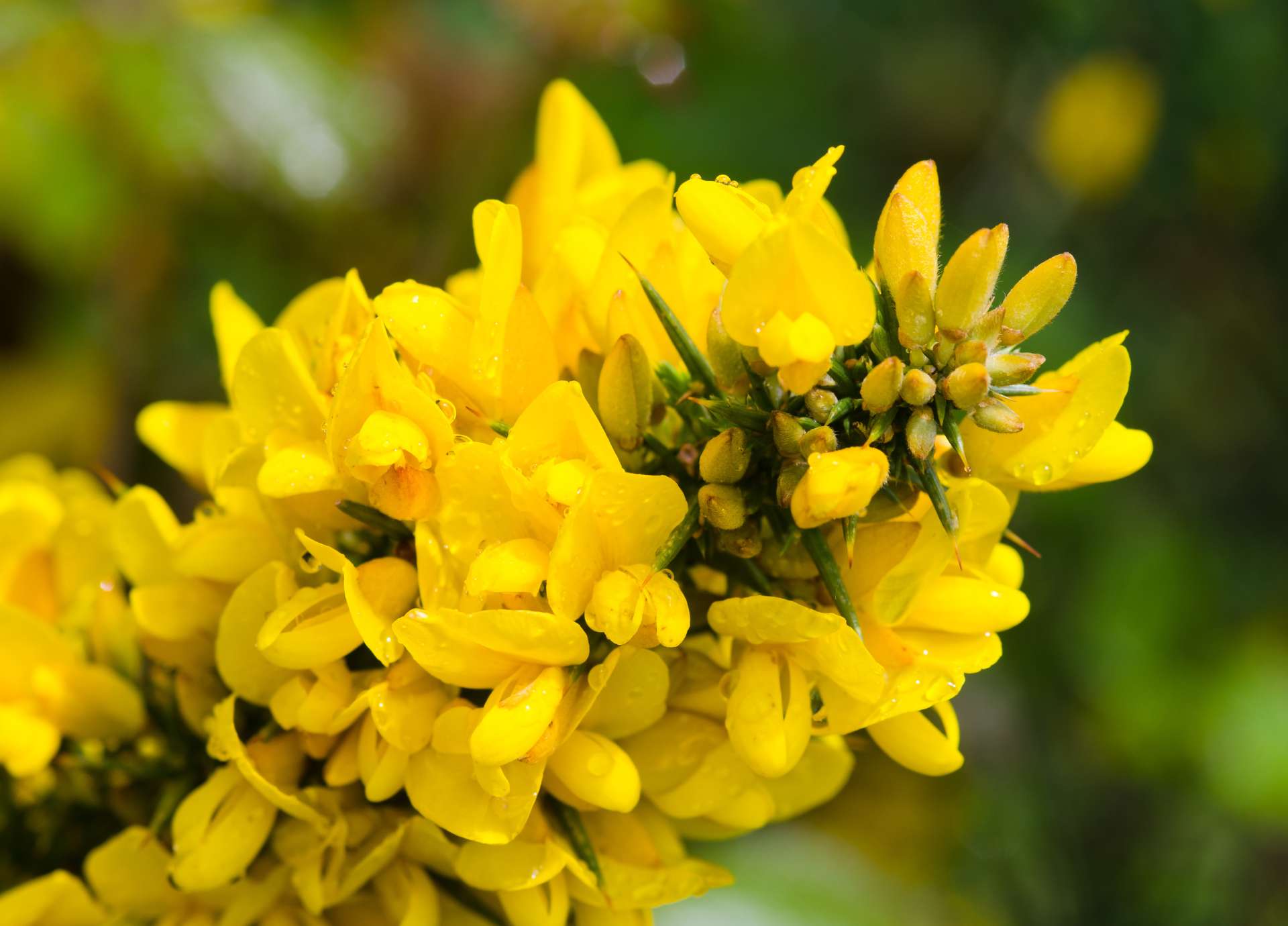 Gorse Bach Flower: Rekindling Hope in the Darkest Hours