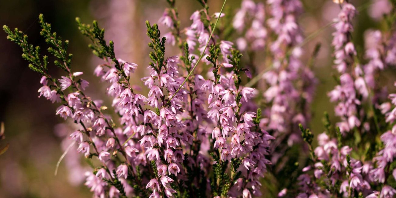 Heather Bach Flower: Finding Connection Through True Listening