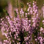Heather Bach Flower: Finding Connection Through True Listening
