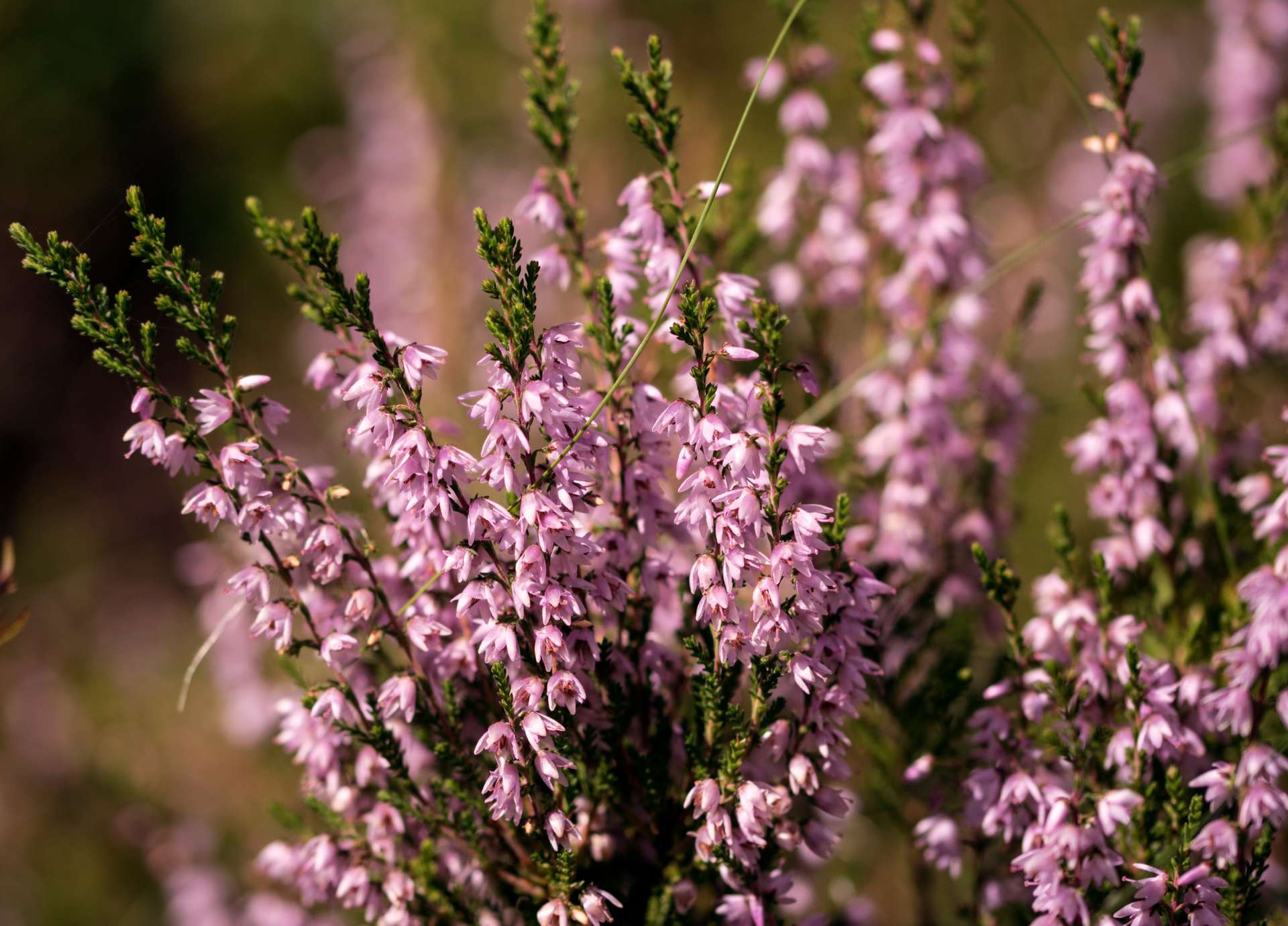 Heather Bach Flower: Finding Connection Through True Listening