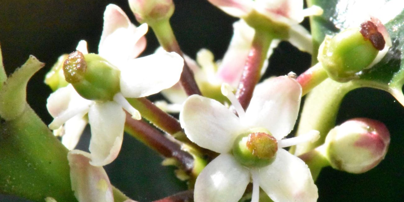 Holly Bach Flower: Opening the Heart to Love and Trust