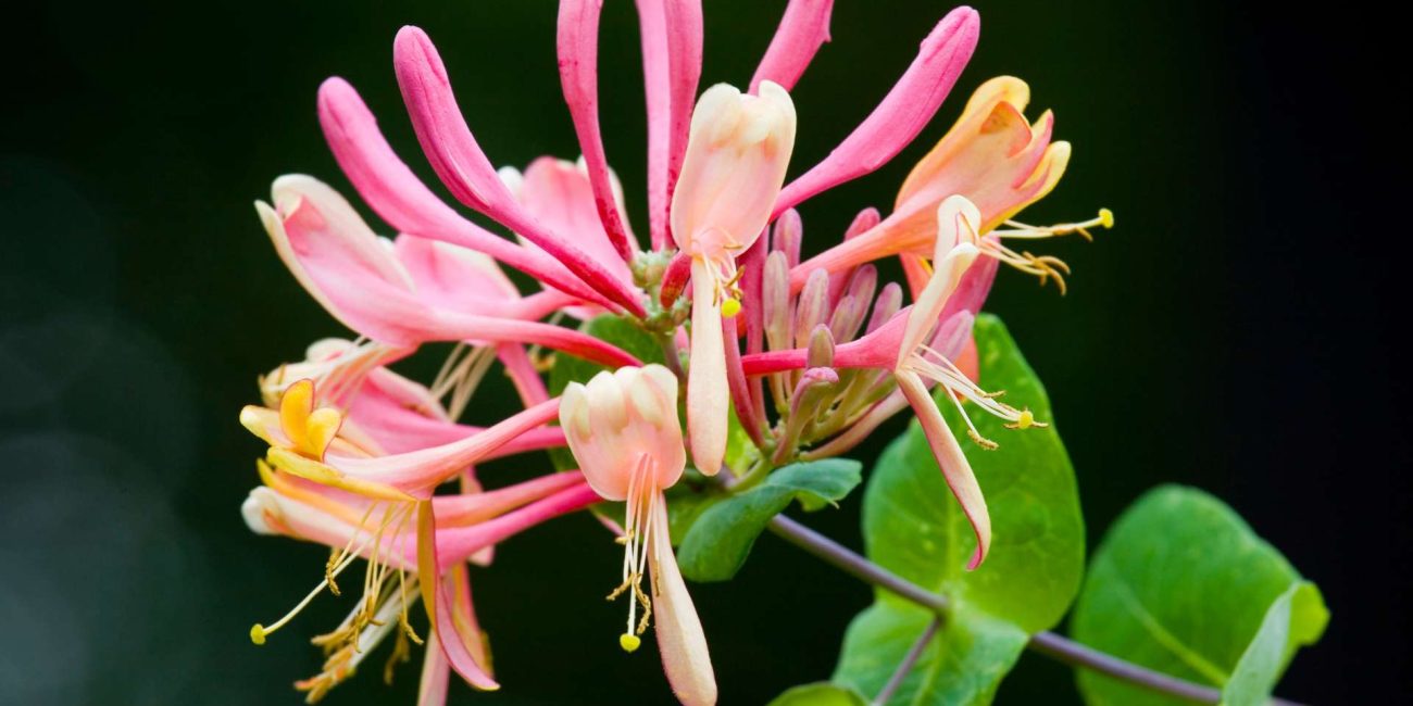 Honeysuckle Bach Flower: Releasing the Past to Live Fully Now