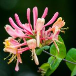 Honeysuckle Bach Flower: Releasing the Past to Live Fully Now