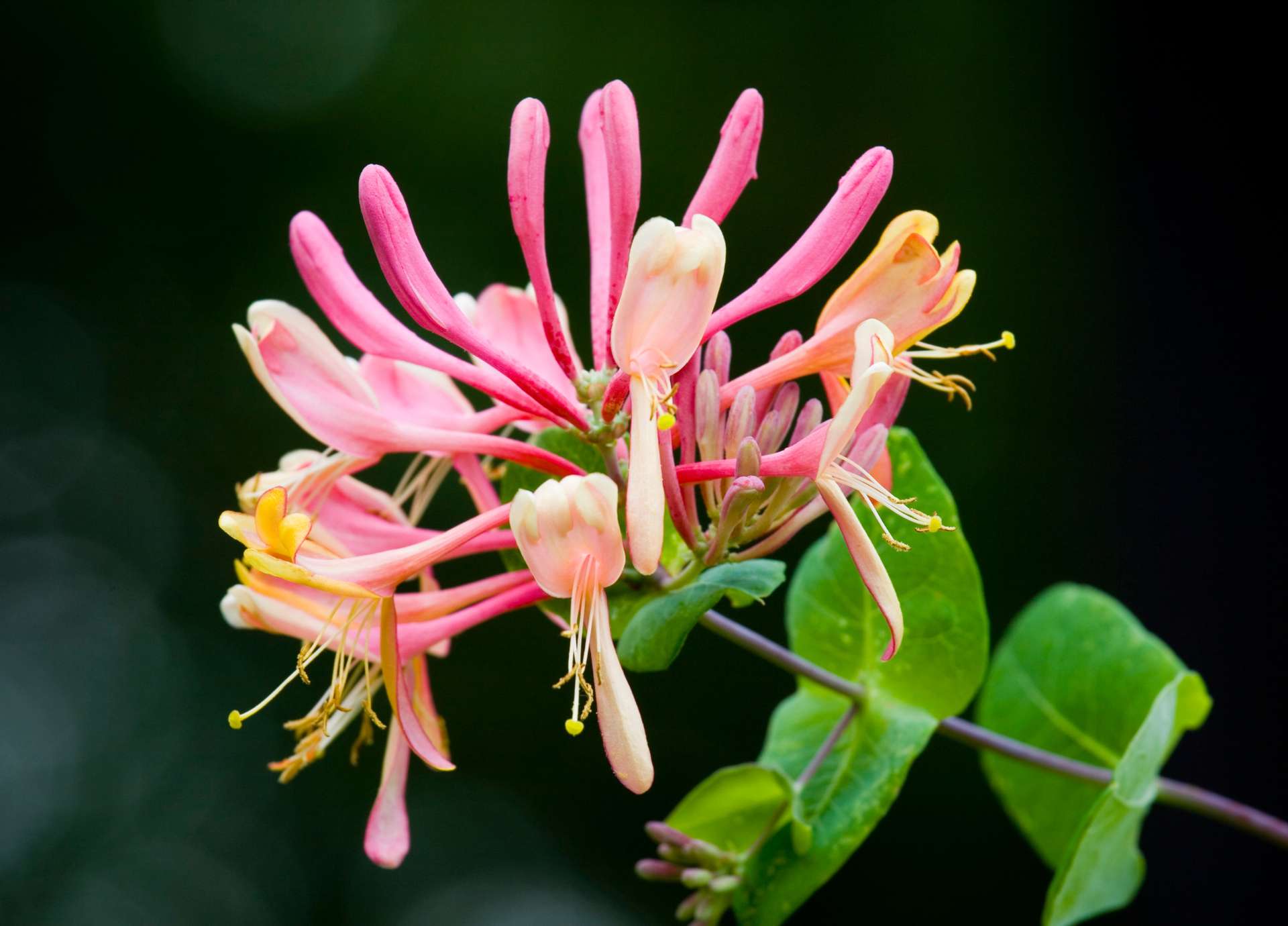 Honeysuckle Bach Flower: Releasing the Past to Live Fully Now